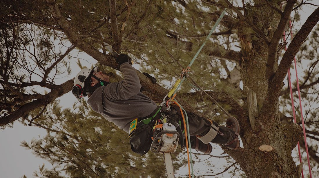 LinkNow Media: Emergency tree removal in Montreal, Toronto and Ottawa