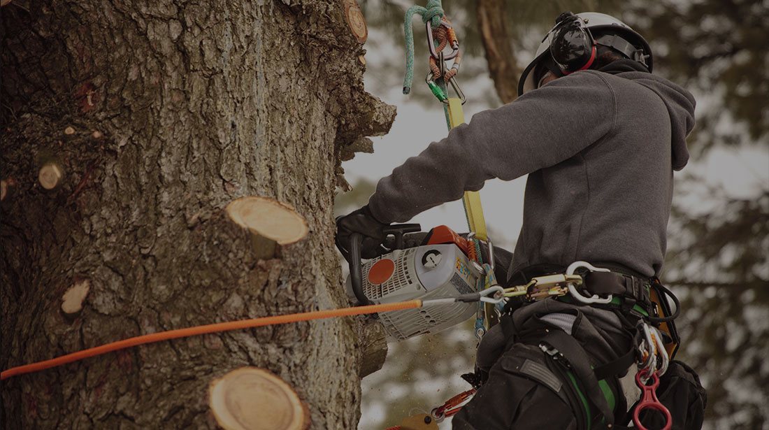 LinkNow Media: Stump and tree removal in Montreal, Toronto and Ottawa
