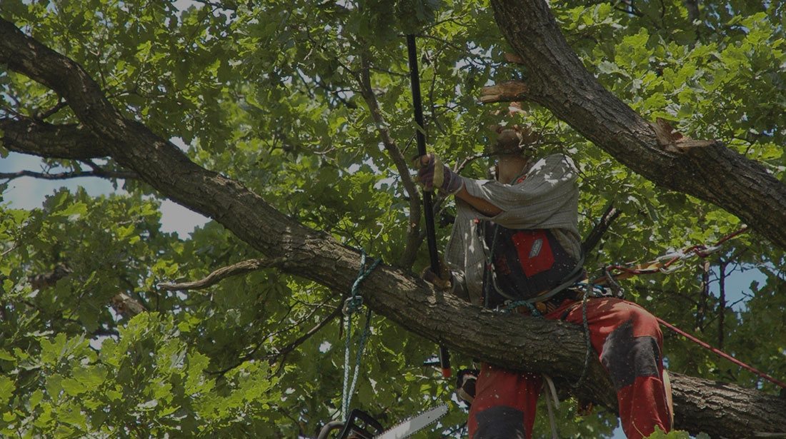 LinkNow Media: Tree cabling and bracing in Montreal, Toronto and Ottawa