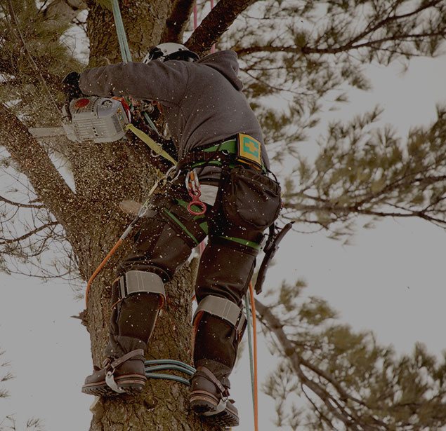LinkNow Media: Tree health in Montreal, Toronto and Ottawa