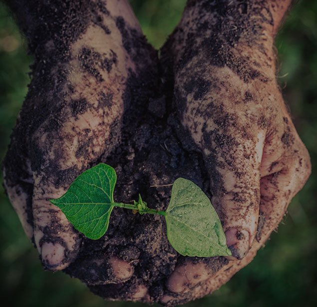LinkNow Media: Tree planning in Montreal, Toronto and Ottawa