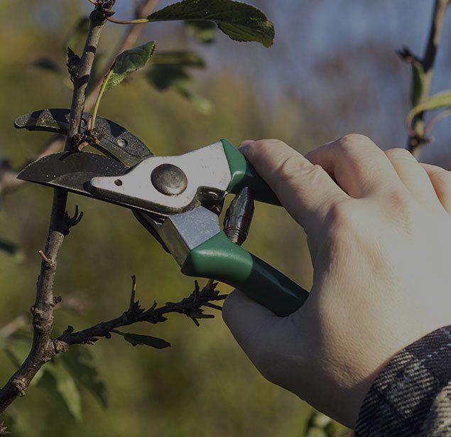 LinkNow Media: Tree pruning in Montreal, Toronto and Ottawa